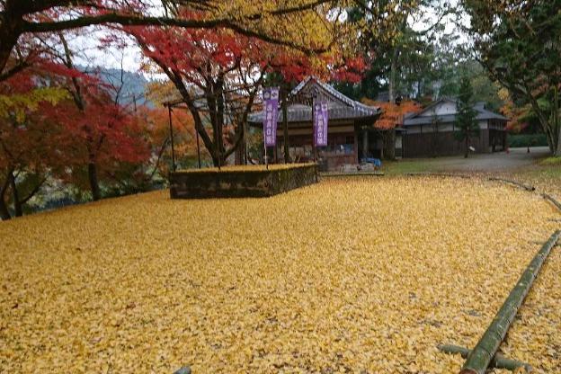 北畠神社　黄金の絨毯